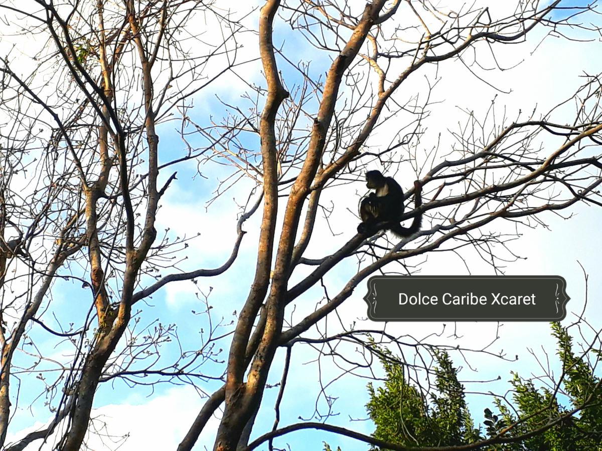 Dolce Caribe Xcaret Bed and Breakfast Πλάγια Ντελ Κάρμεν Εξωτερικό φωτογραφία